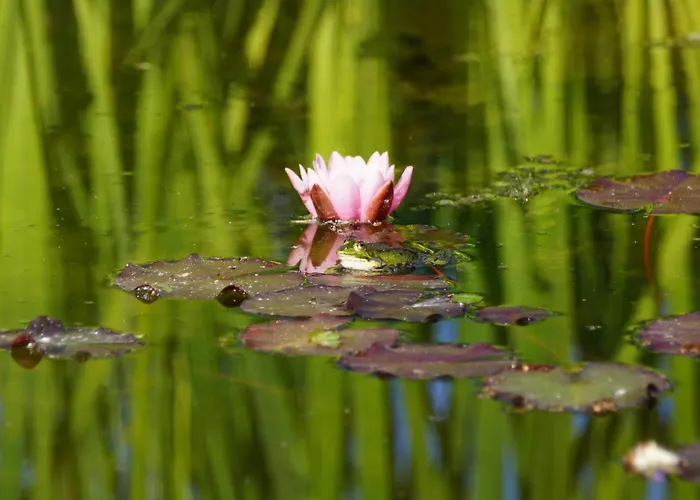 Ferienhaus Het Klavertje