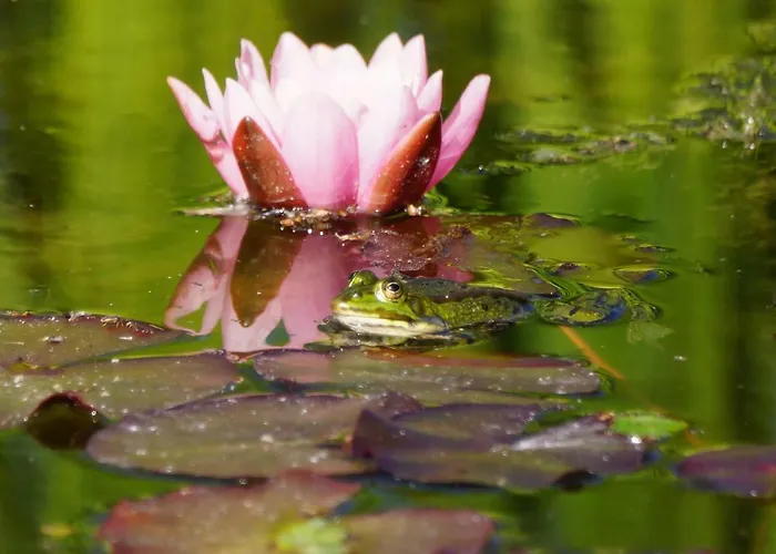 Ferienhaus Het Klavertje