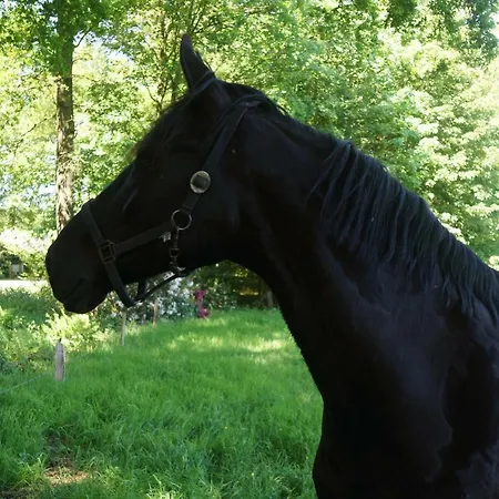 Het Klavertje Σπίτι διακοπών Laren (Gelderland)