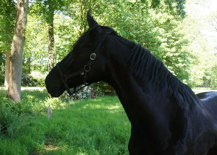 Het Klavertje Semesterbostad Laren (Gelderland)